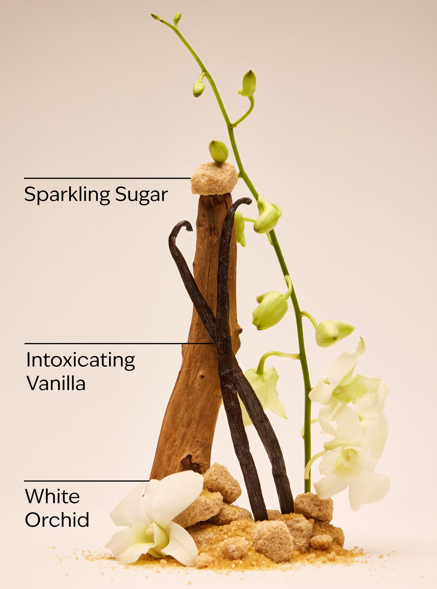 Warm Vanilla Sugar Body Wash
