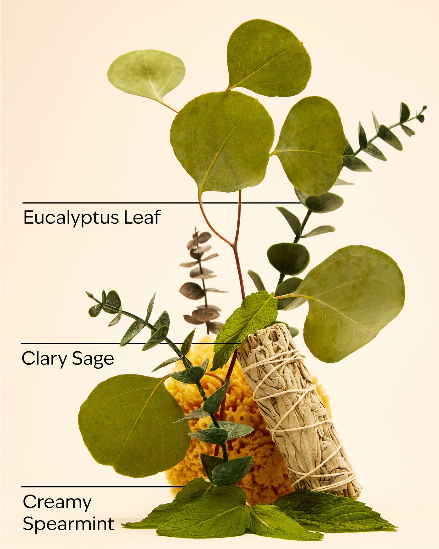 Eucalyptus Spearmint Body Wash & Foam Bath