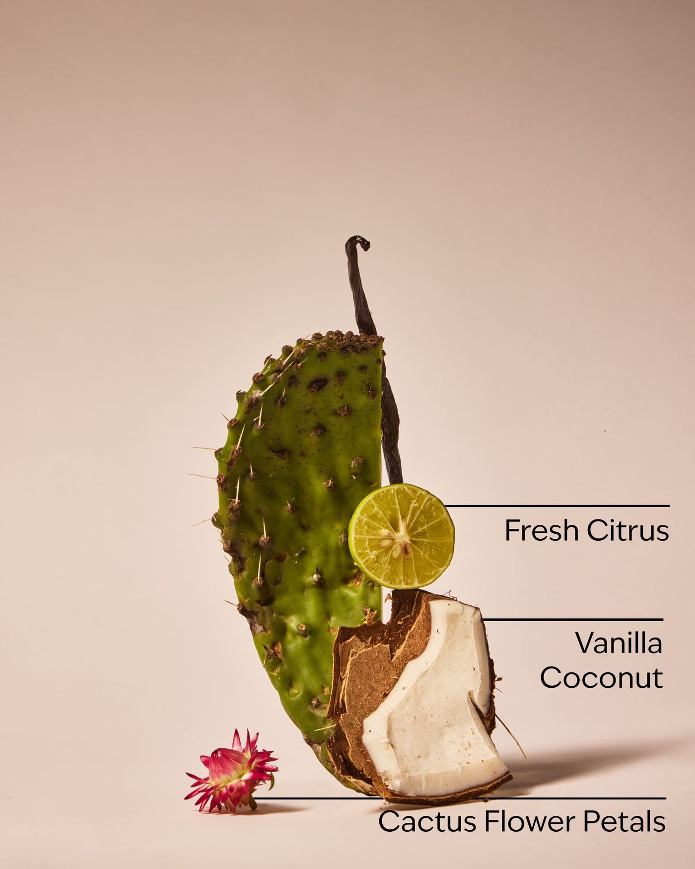 Cactus Blossom Dryer Sheets